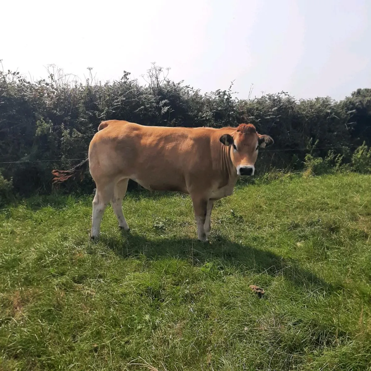 Parthenaise heifers - Image 3