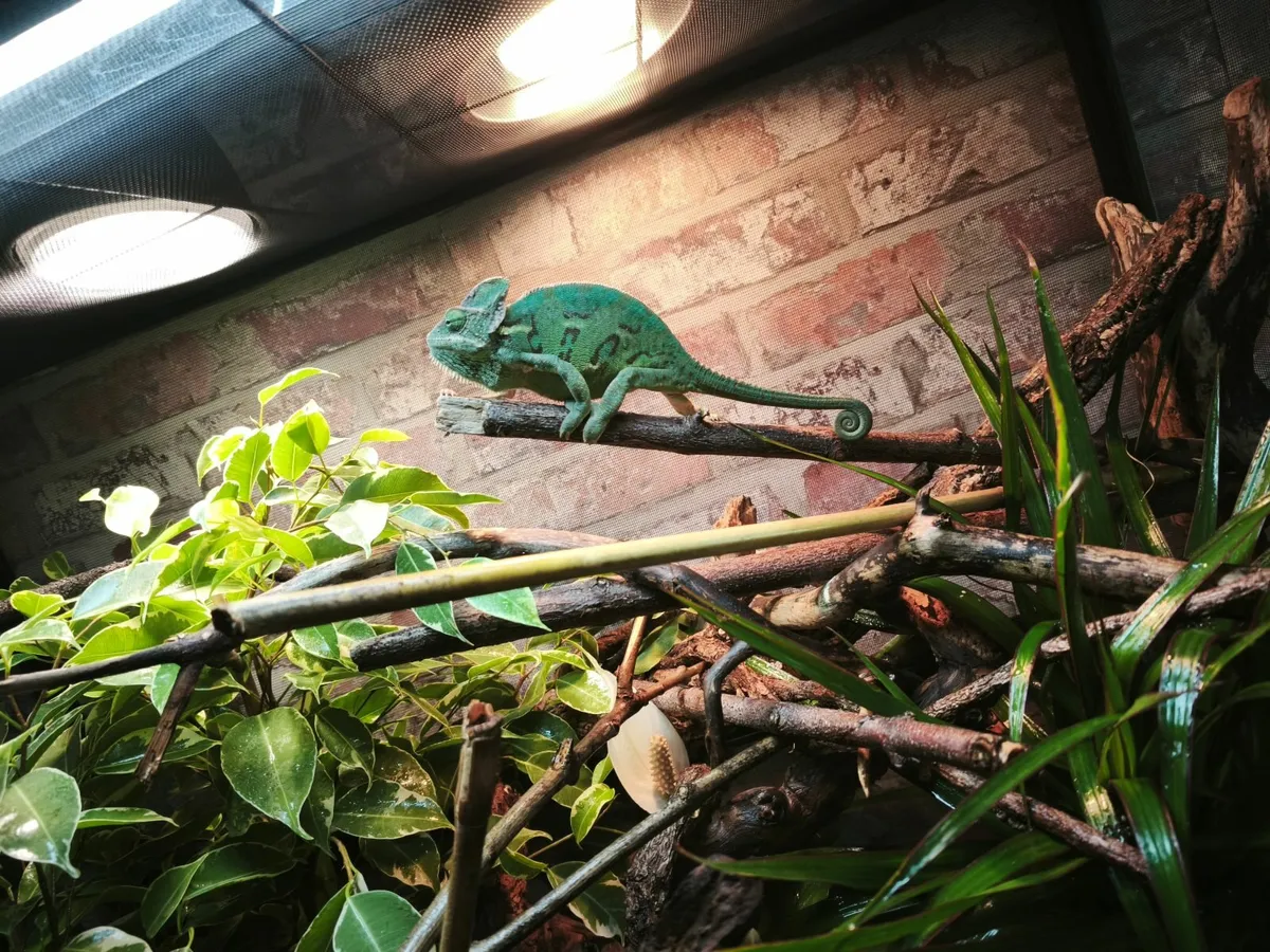 Veiled chameleon and enclosure everything included - Image 3