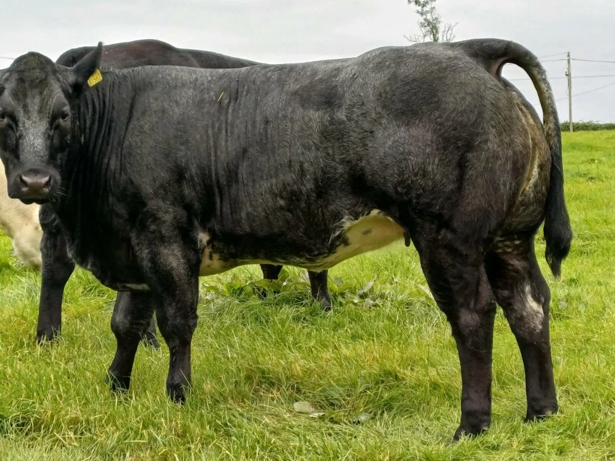 BREEDING HEIFERS BALLA SAT 6TH - Image 1
