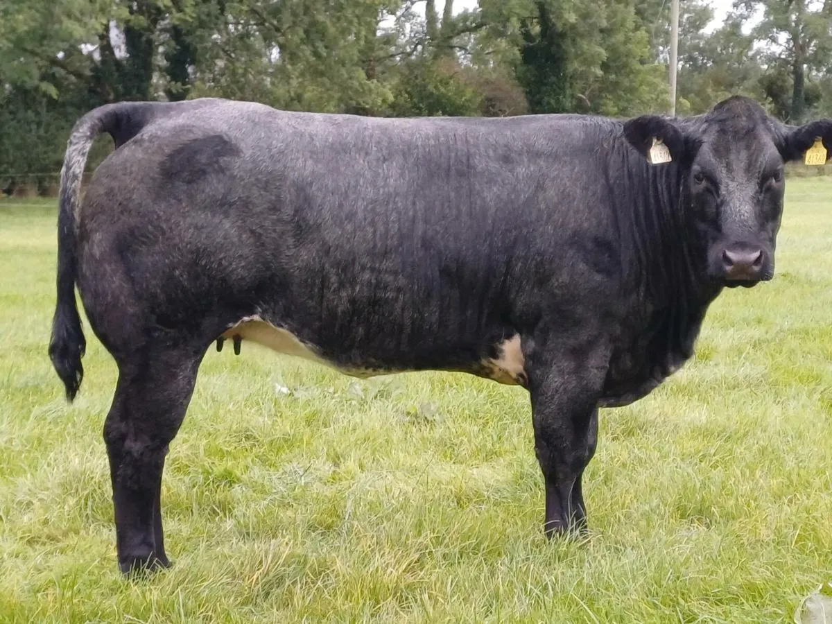 BREEDING HEIFERS BALLA SAT 6TH - Image 3