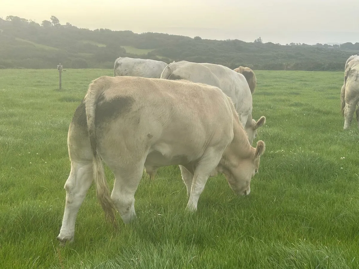 Show & Sale Friday 5th of SeptemberSkibbereen Mart - Image 2