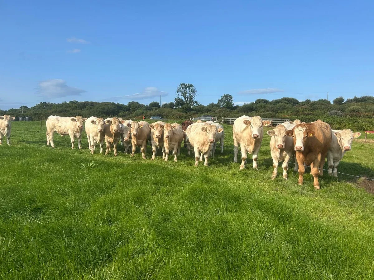 Show & Sale Friday 5th of SeptemberSkibbereen Mart - Image 4