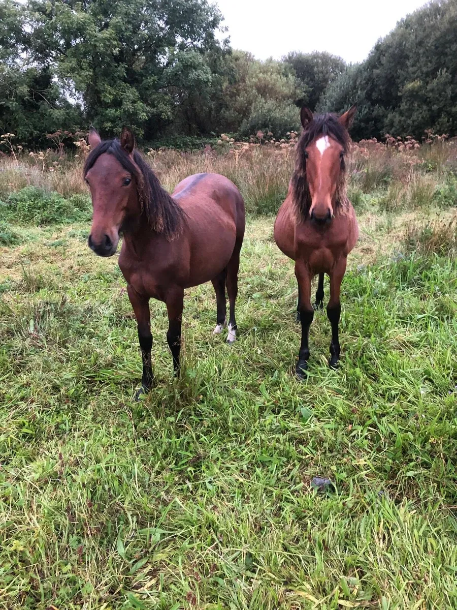 2 yearling filly’s for sale - Image 1