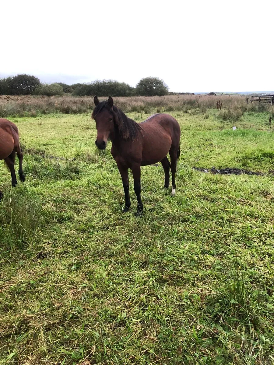 2 yearling filly’s for sale - Image 2