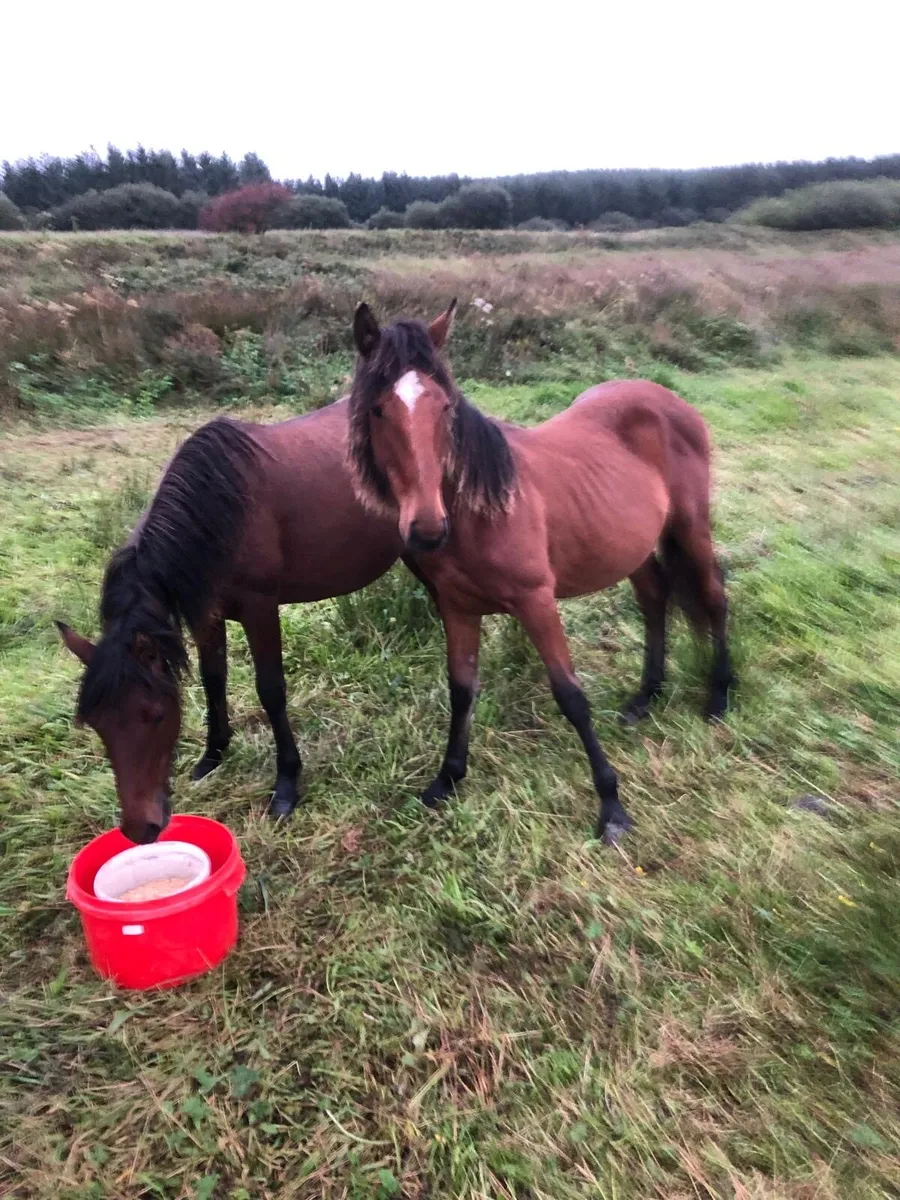 2 yearling filly’s for sale - Image 3