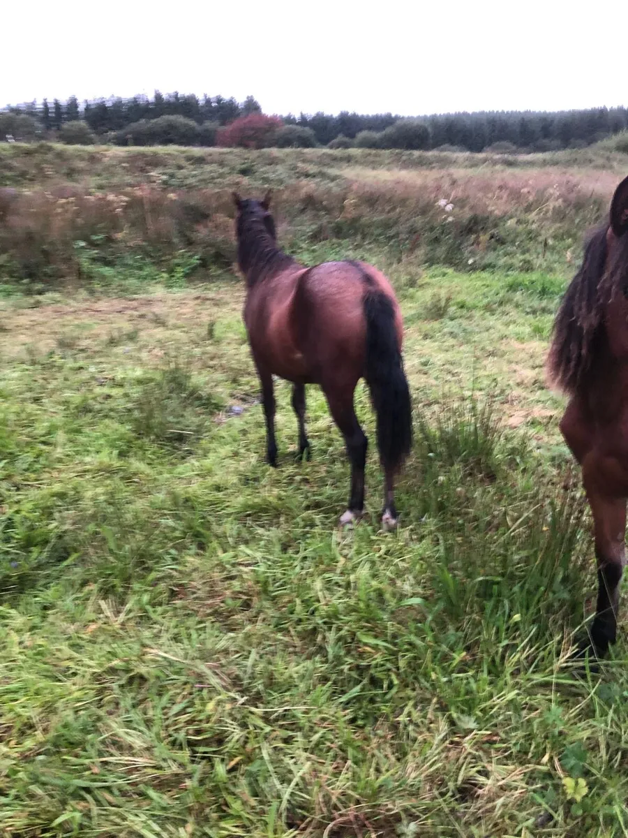 2 yearling filly’s for sale - Image 4