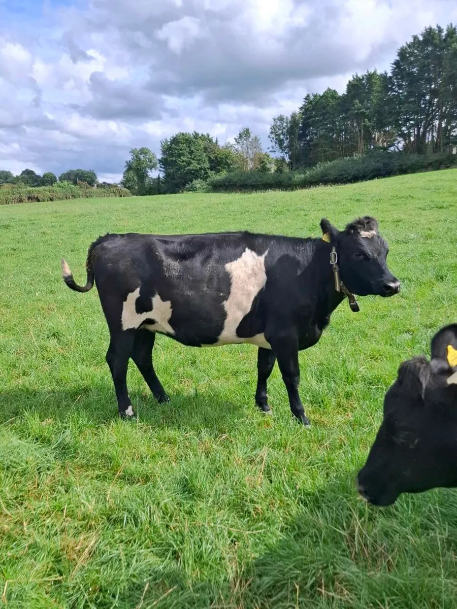 Dairy heifer for sale - Image 1