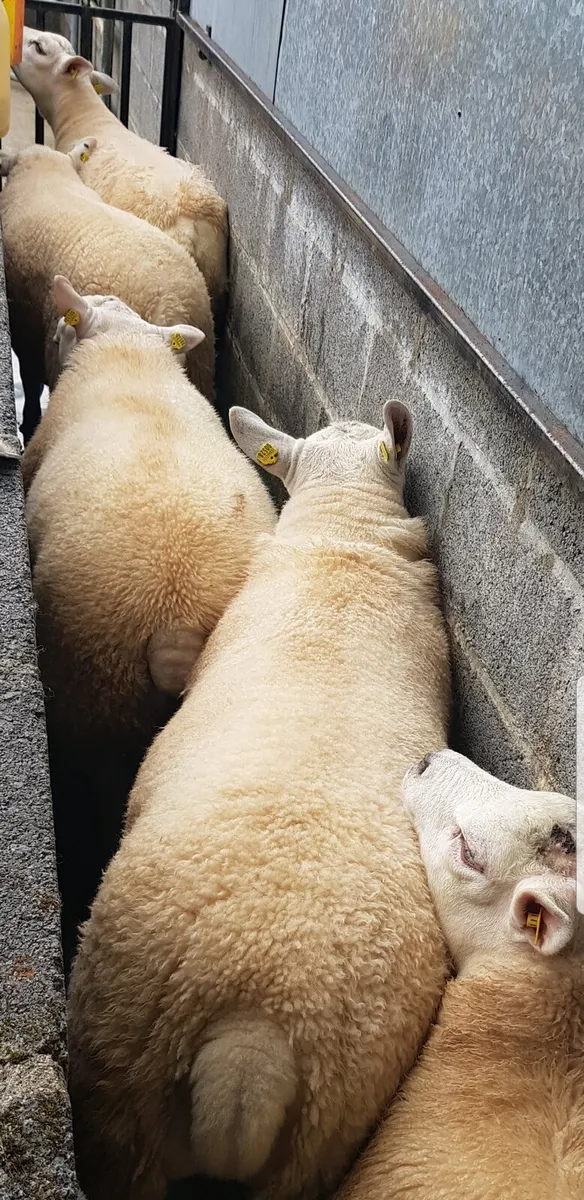 PBR TEXEL RAMS *SIS APPROVED - Image 4