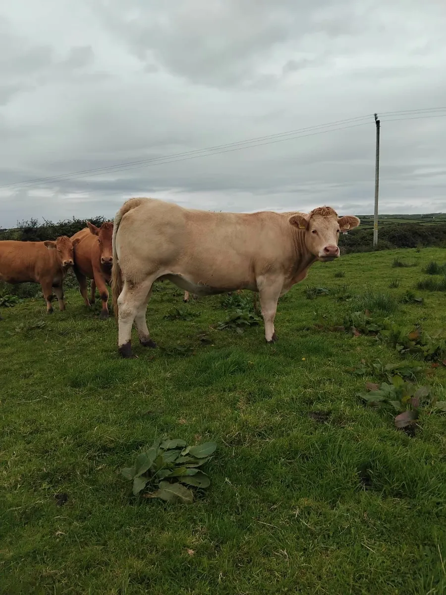 Two in-calf heifers for sale - Image 2