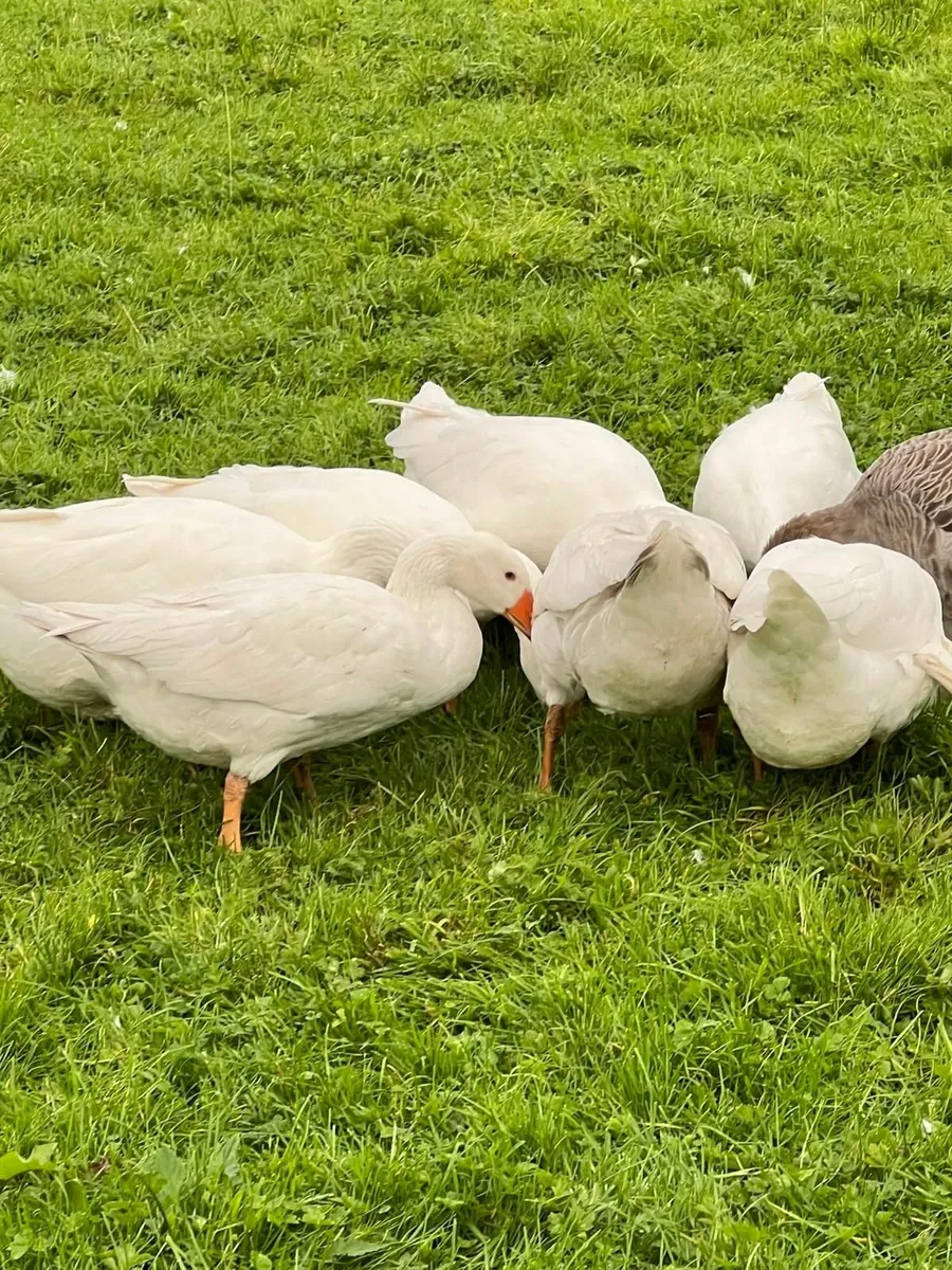 Geese - Image 1