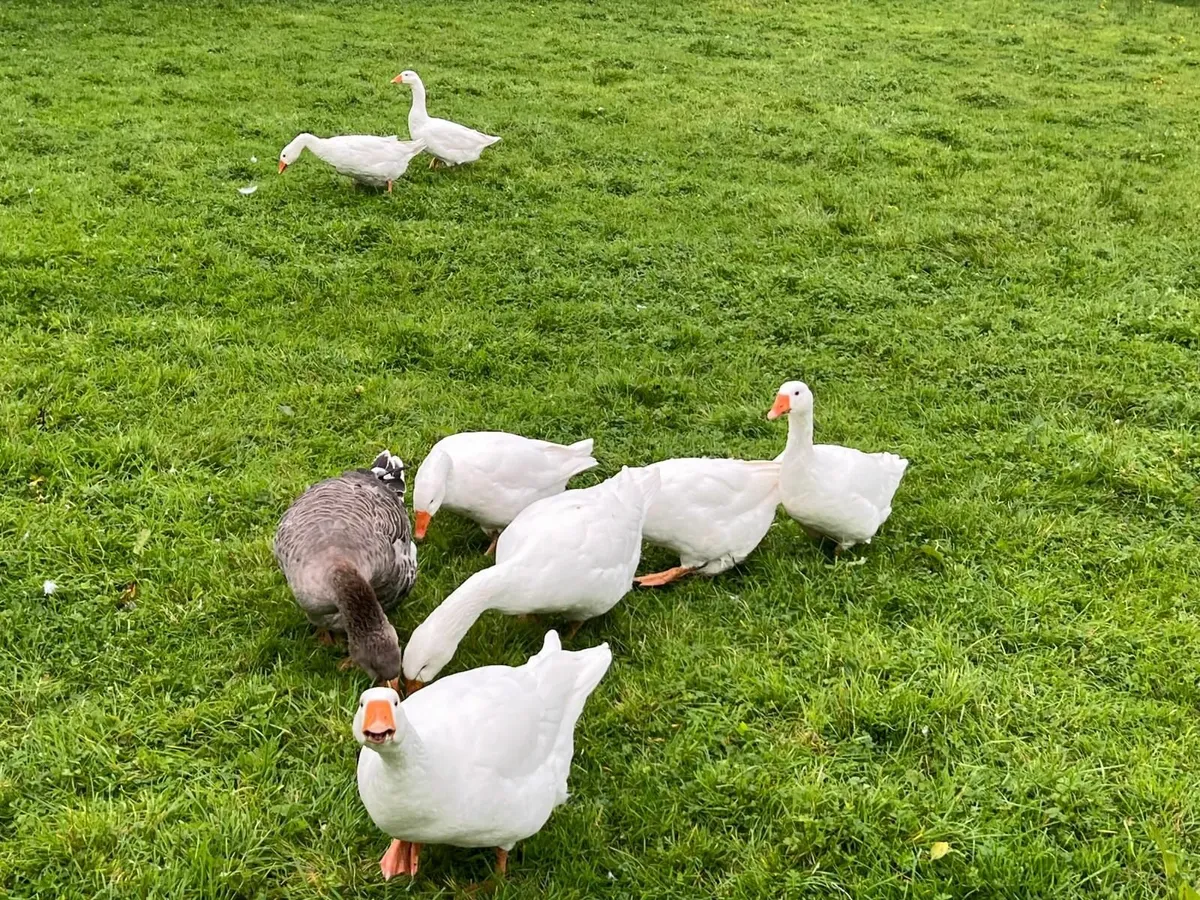 Geese - Image 2