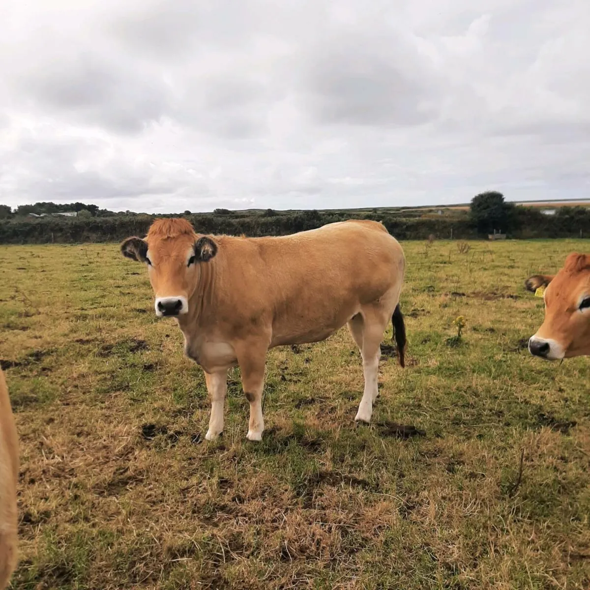 Parthenaise heifers - Image 4