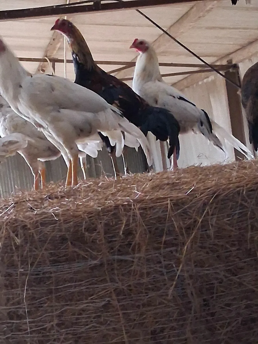 Chickens - Image 3