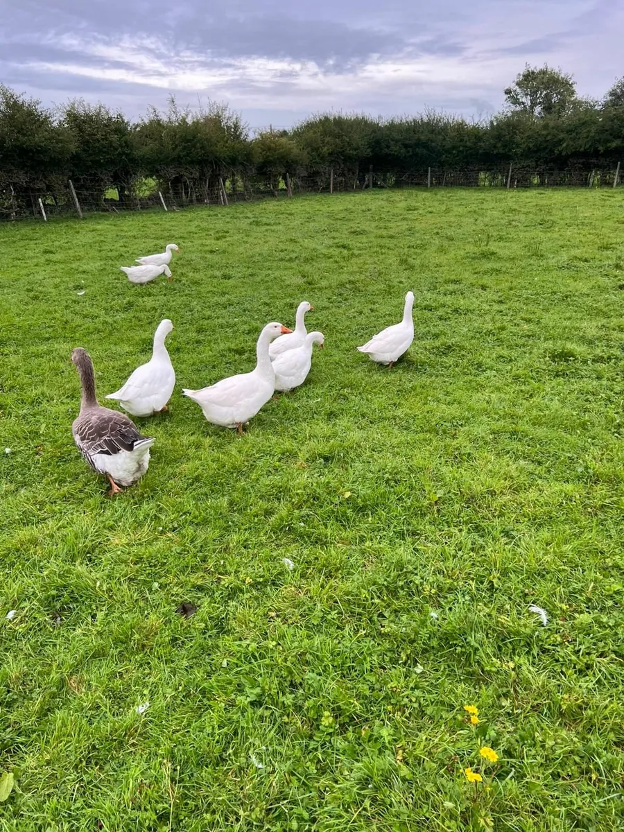 Geese - Image 3