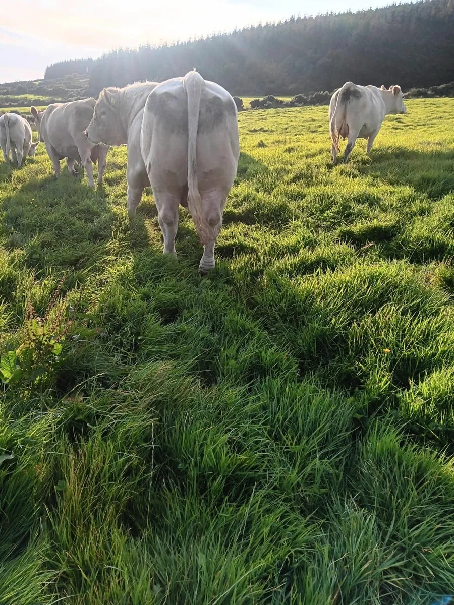 💥💥Charolais Bull- Fiston💥💥 - Image 2