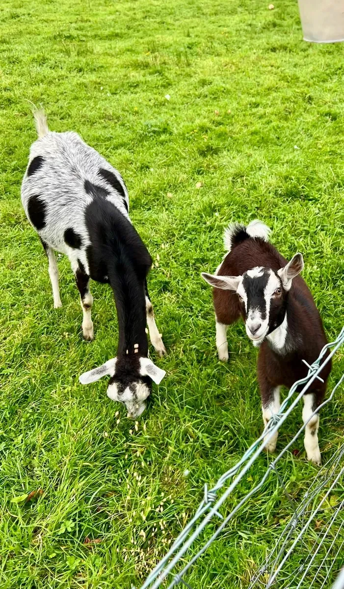 Goat - Image 3