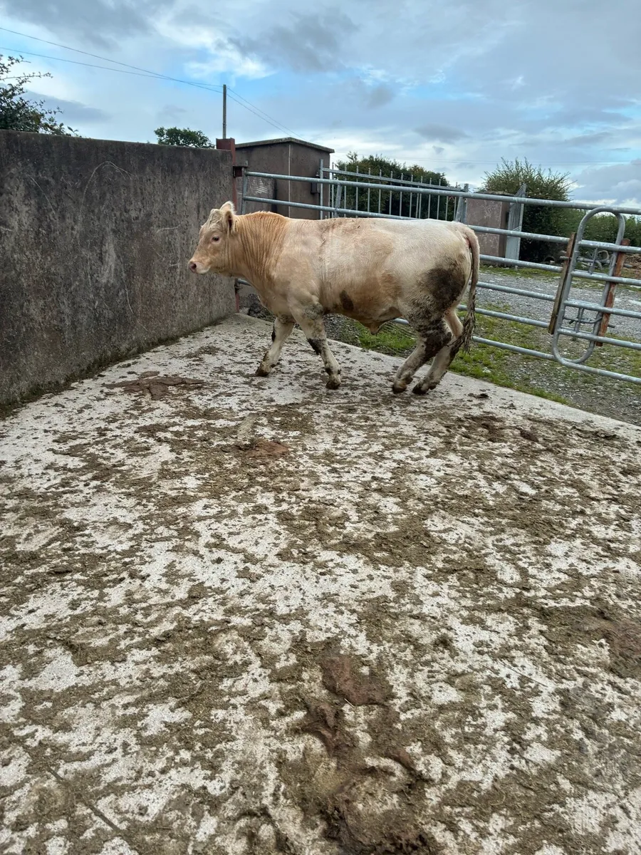Pedigree Charolais Bull - Image 1