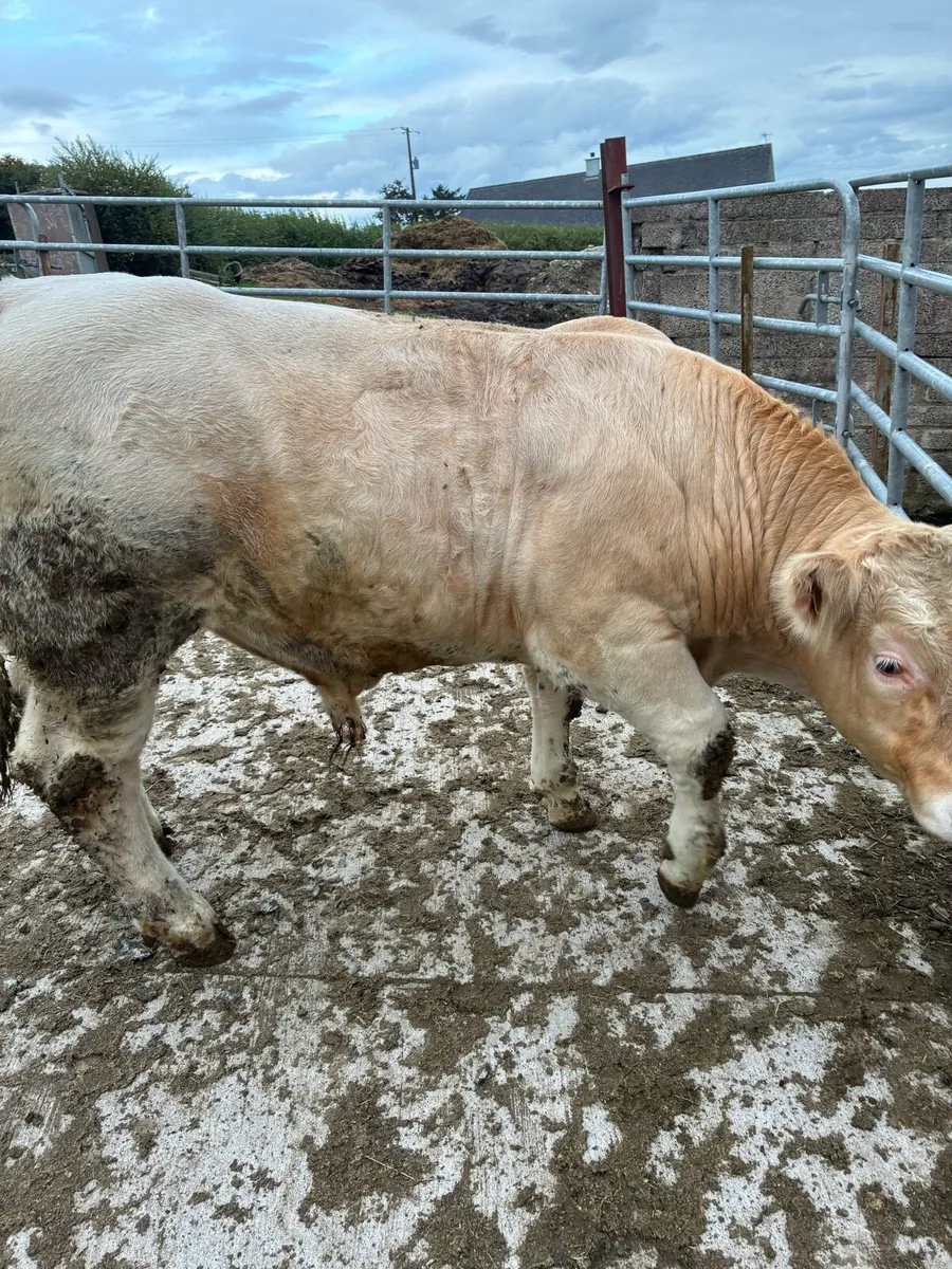Pedigree Charolais Bull - Image 2