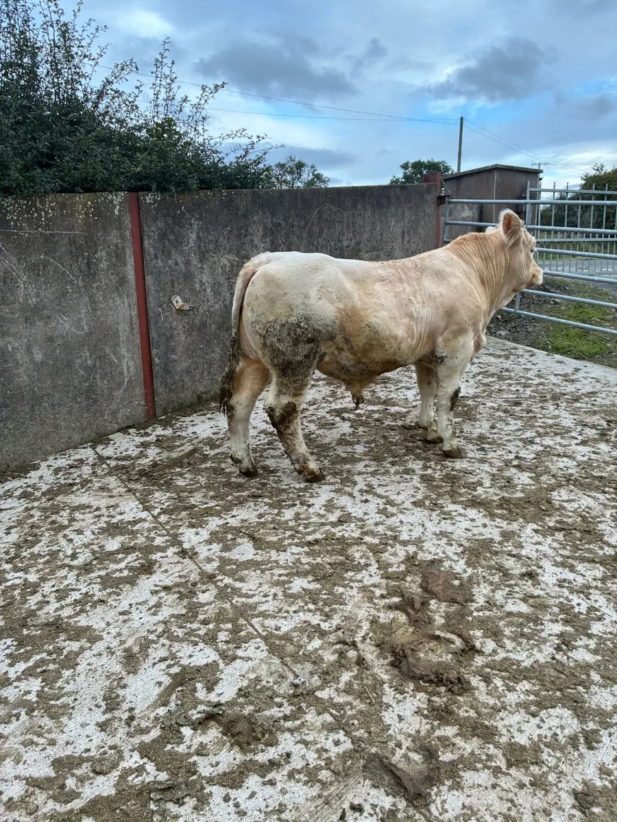 Pedigree Charolais Bull - Image 3