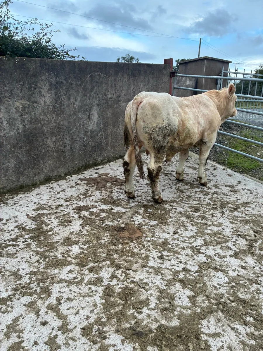 Pedigree Charolais Bull - Image 4