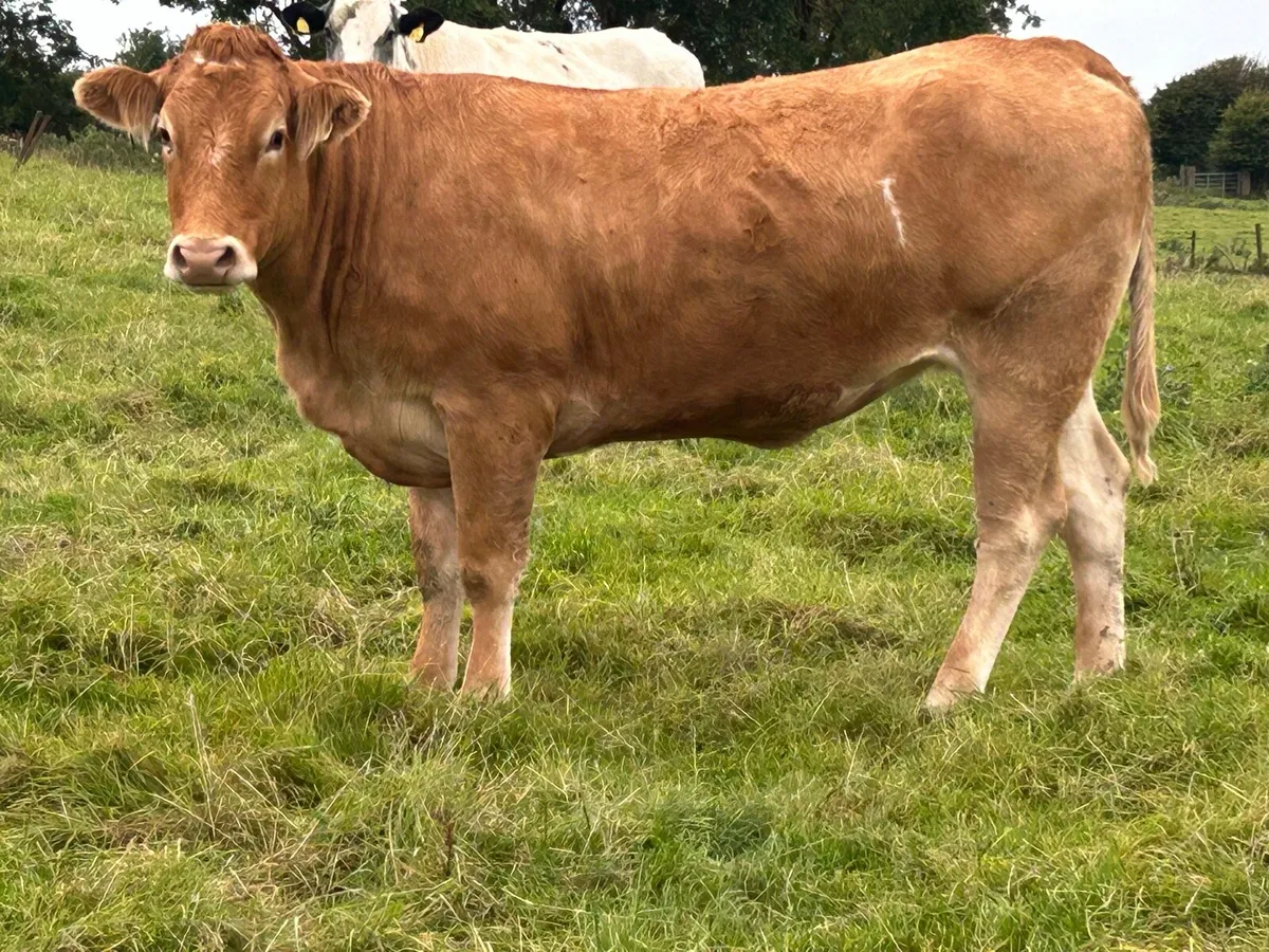 10 super incalf heifers - Image 2