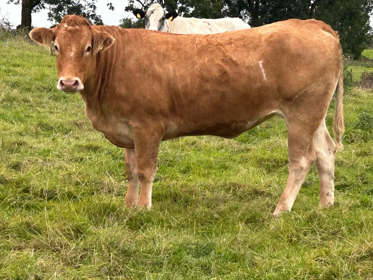 10 super incalf heifers - Image 3