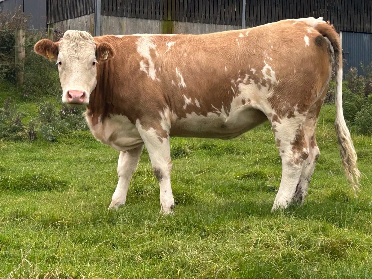 10 super incalf heifers - Image 1
