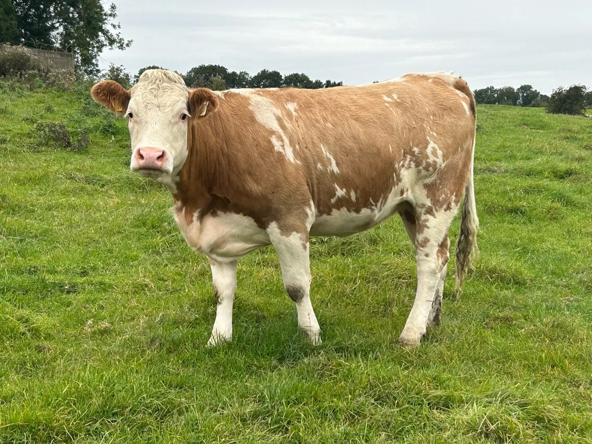10 super incalf heifers - Image 4