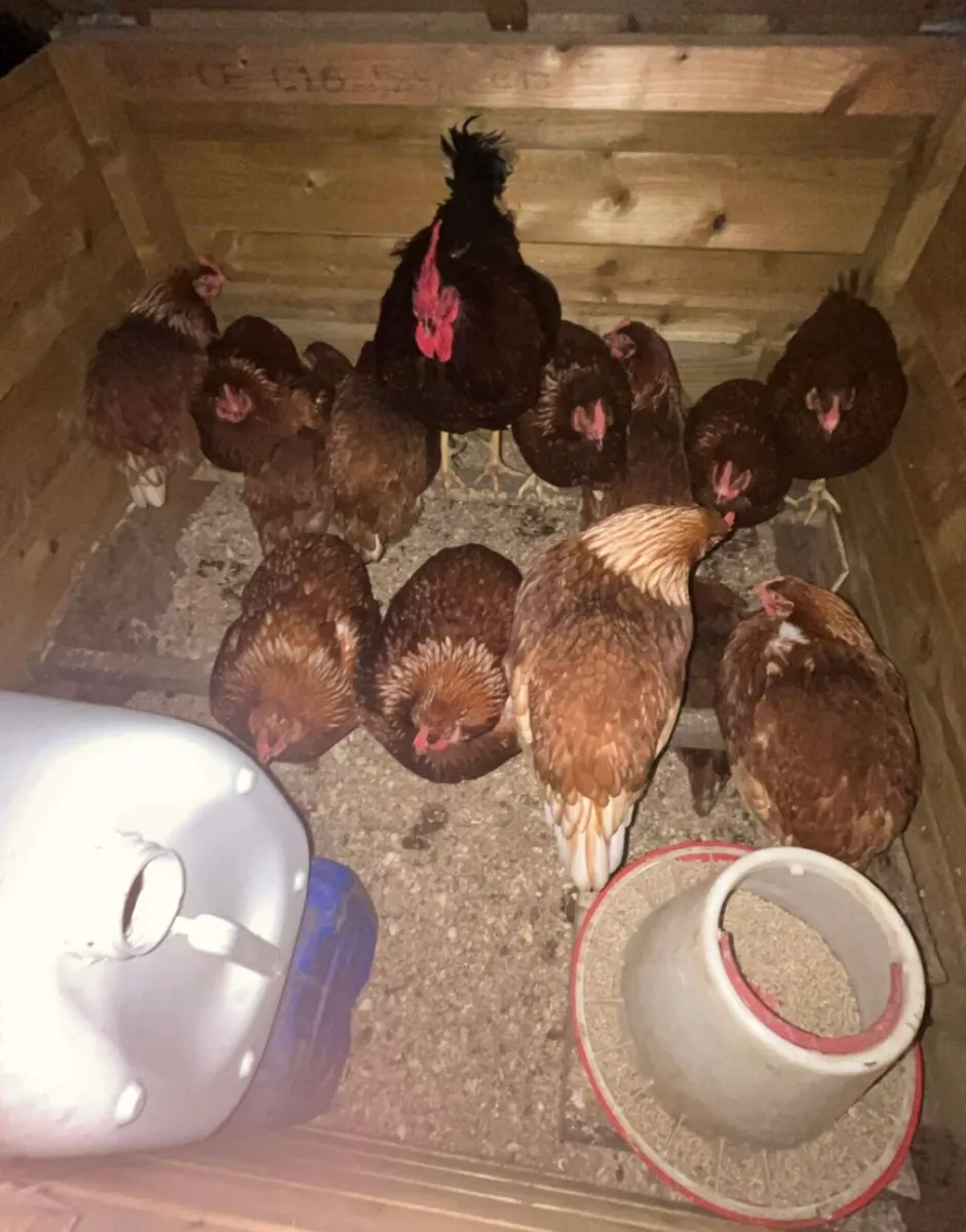 Laying brown hens