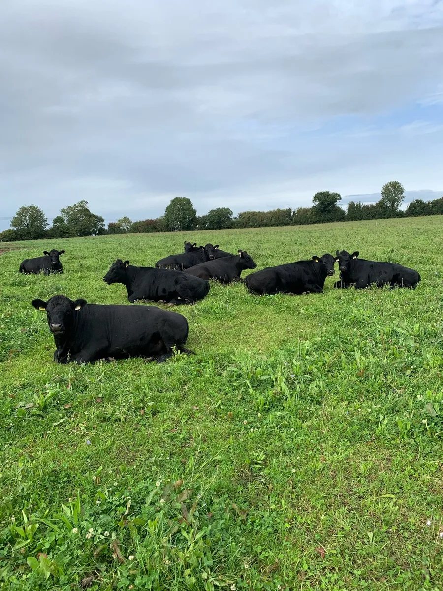 10 AA Heifers, weight - 498kgs - Image 1