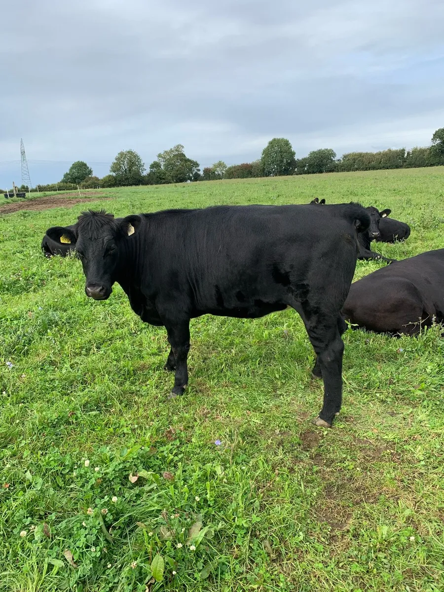 10 AA Heifers, weight - 498kgs - Image 2