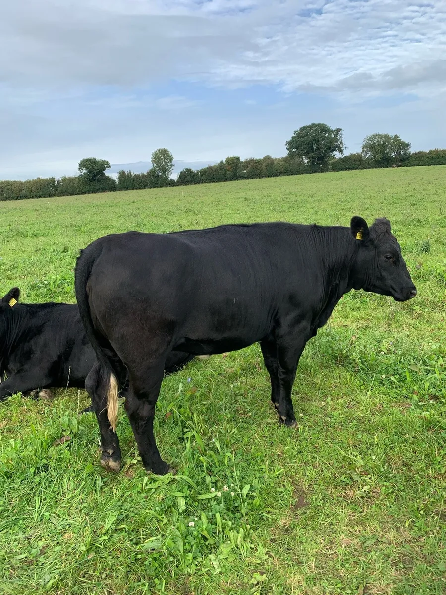 10 AA Heifers, weight - 498kgs - Image 3