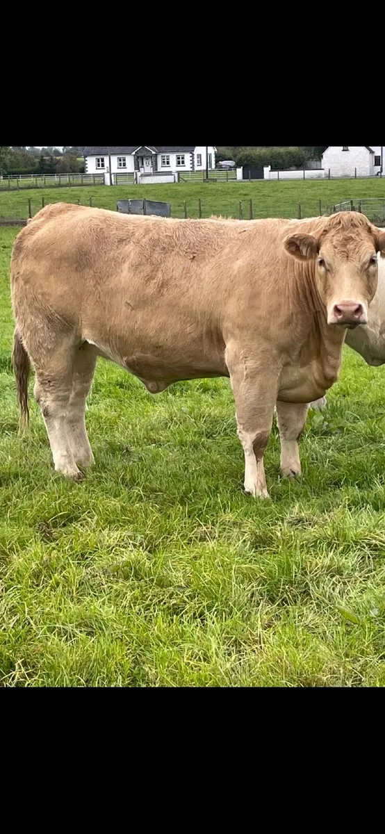 2 serious breeding heifers - Image 1