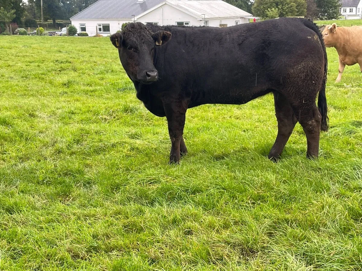 2 serious breeding heifers - Image 2