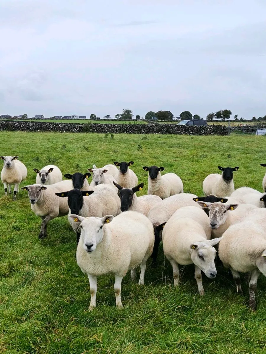 Ewe Hoggets - Image 1
