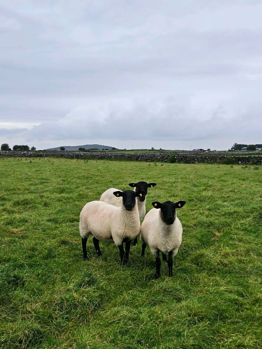 Ewe Hoggets - Image 2