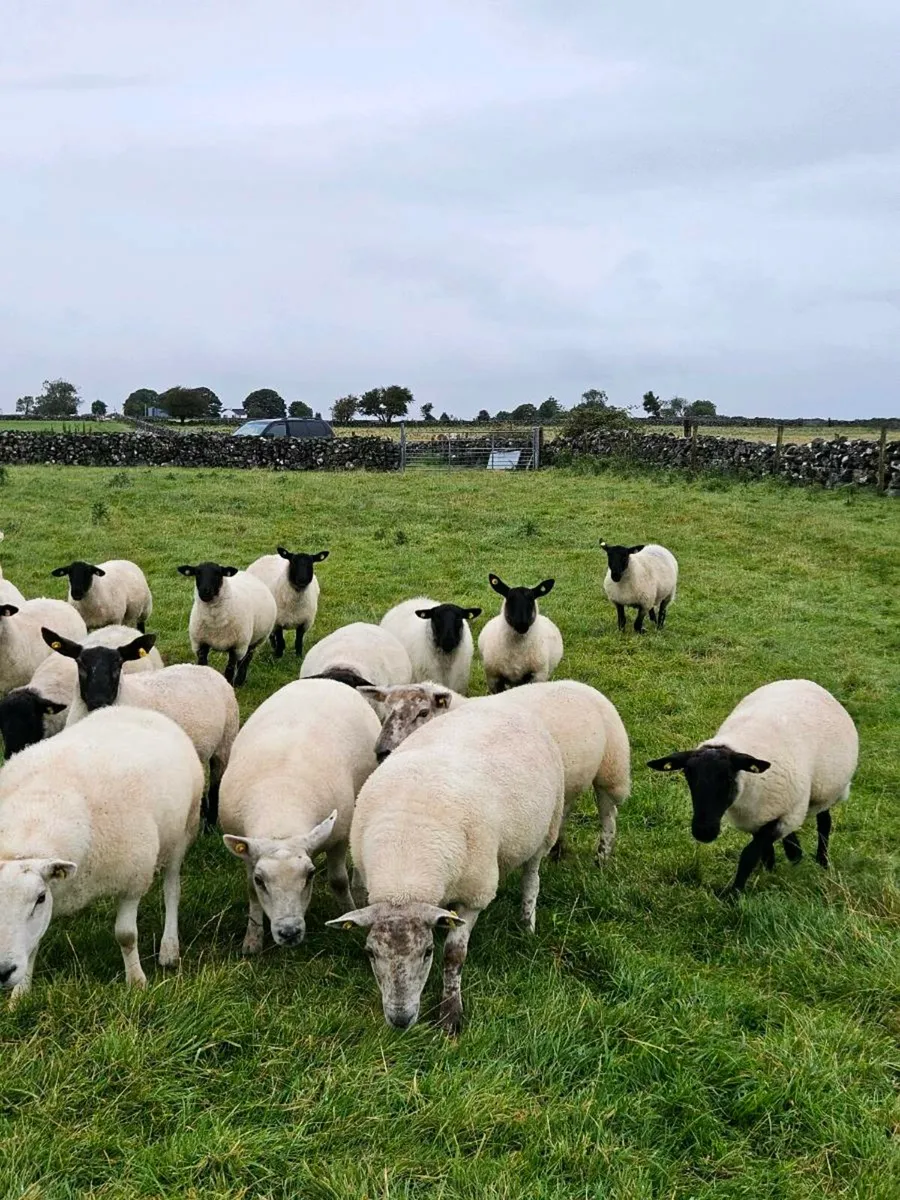 Ewe Hoggets - Image 3