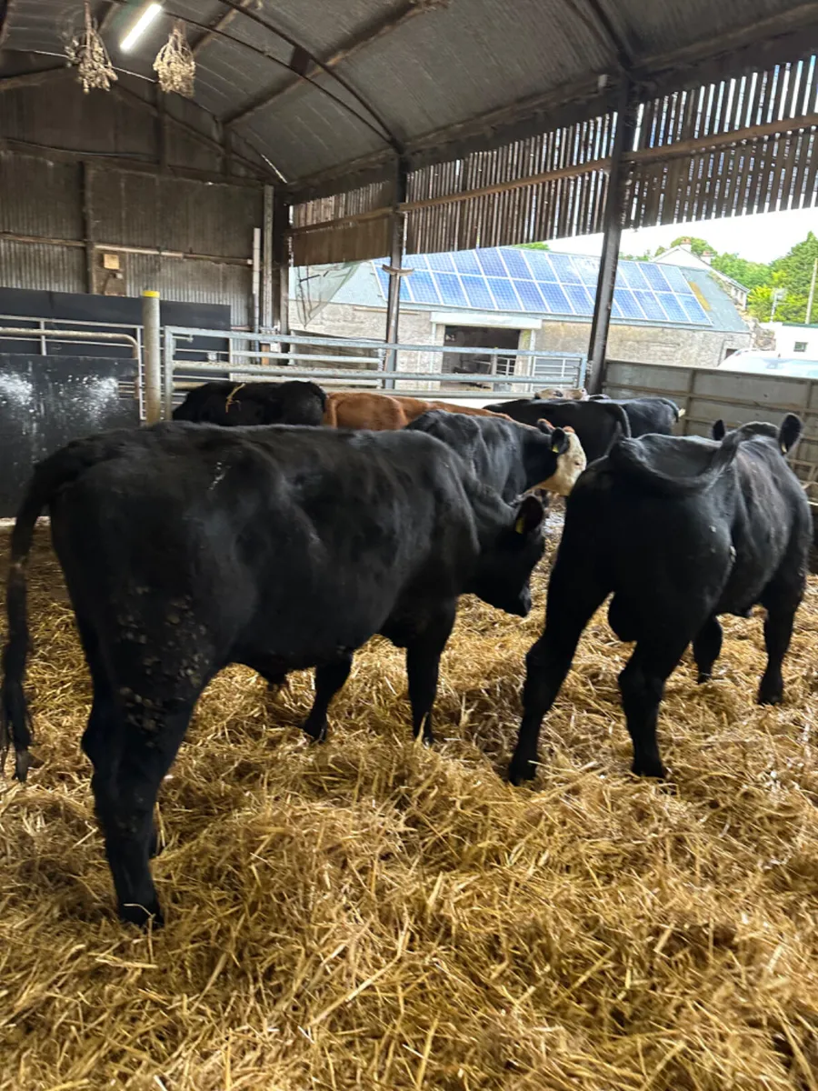 Bulls and bullocks - Image 3