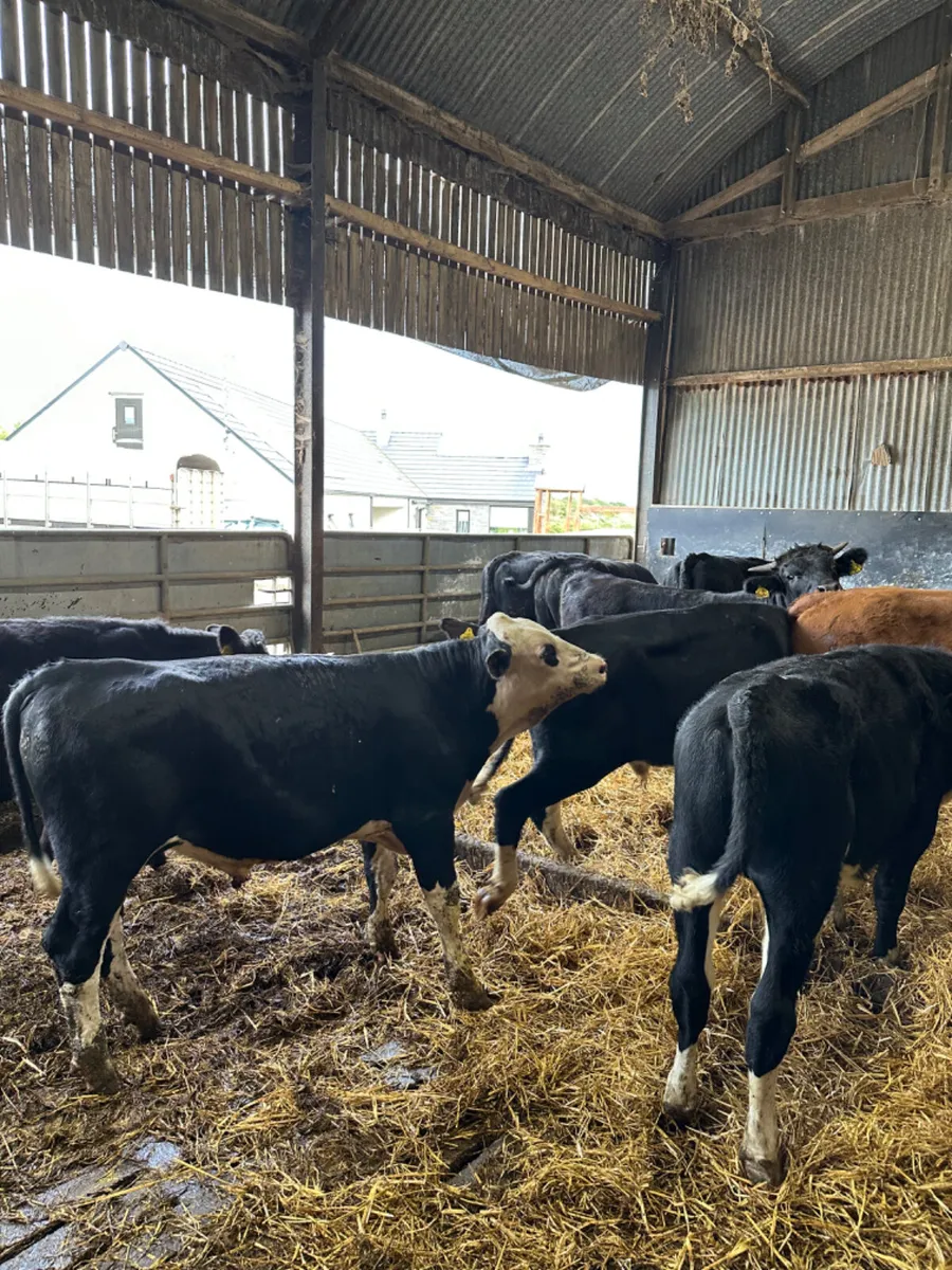 Bulls and bullocks - Image 4