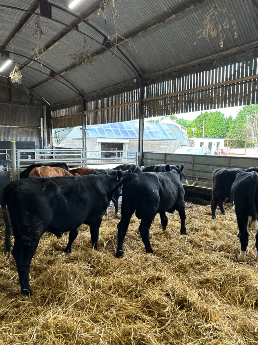 Bulls and bullocks - Image 2