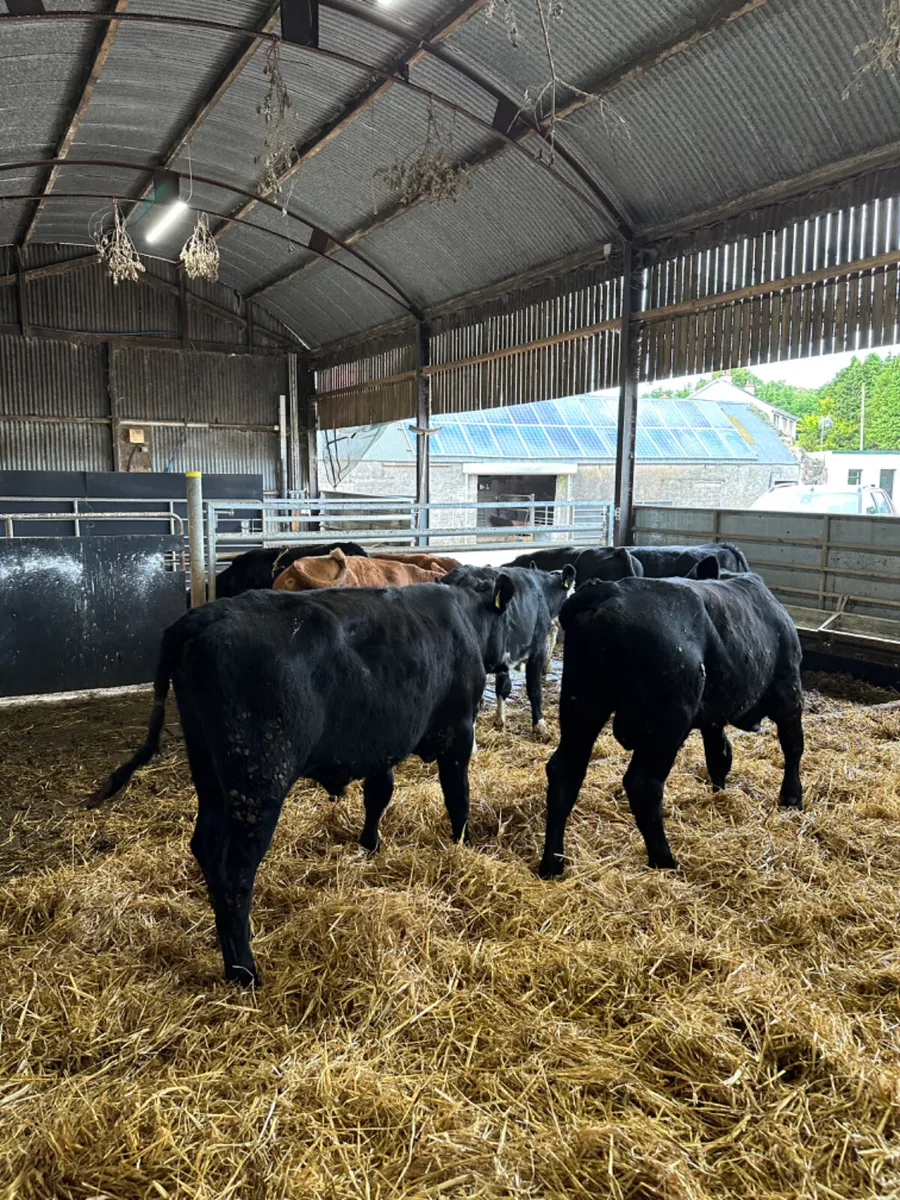 Bulls and bullocks - Image 1