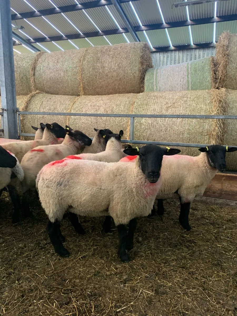 Ewe hoggects - Image 1