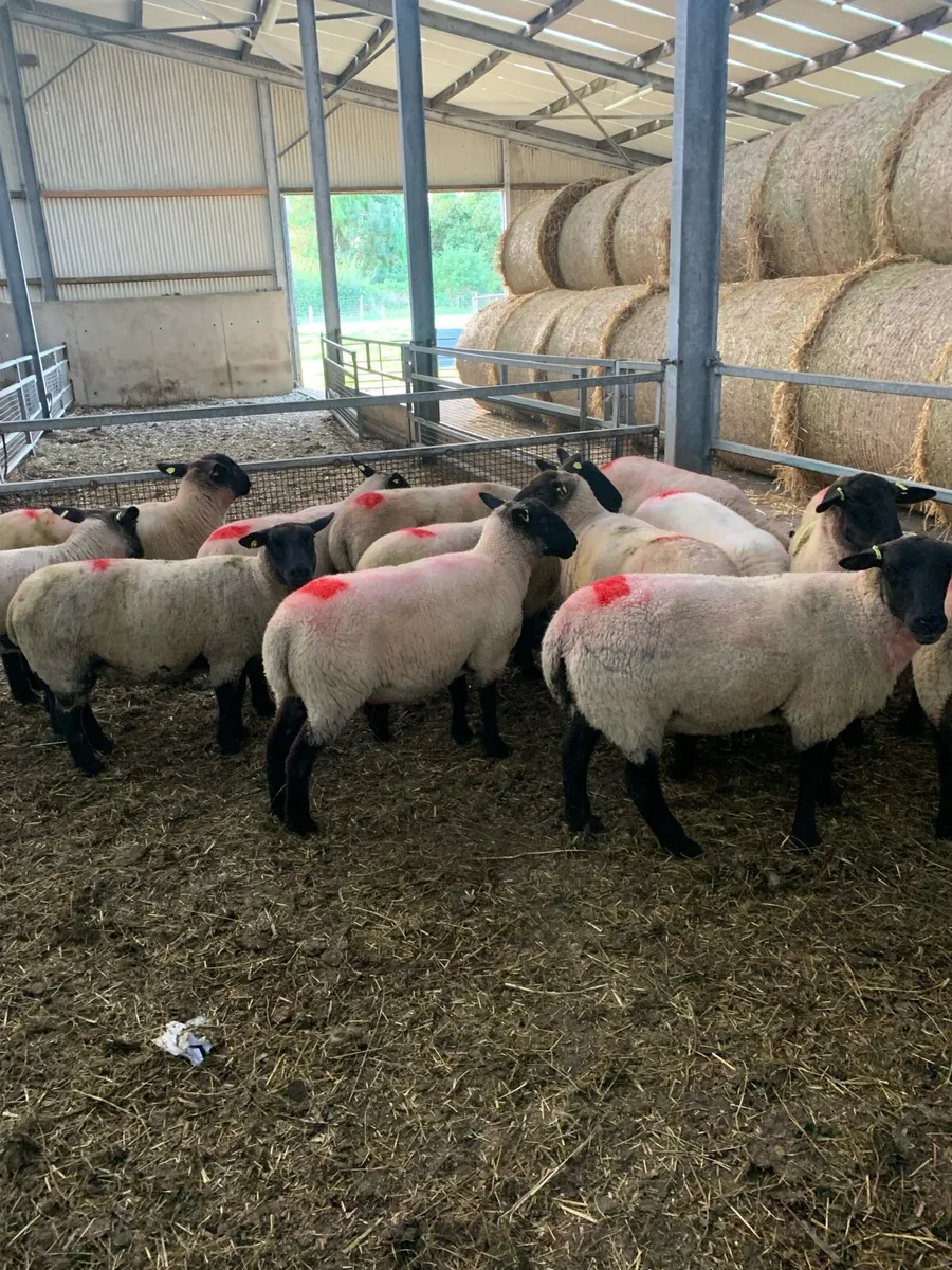 Ewe hoggects - Image 3