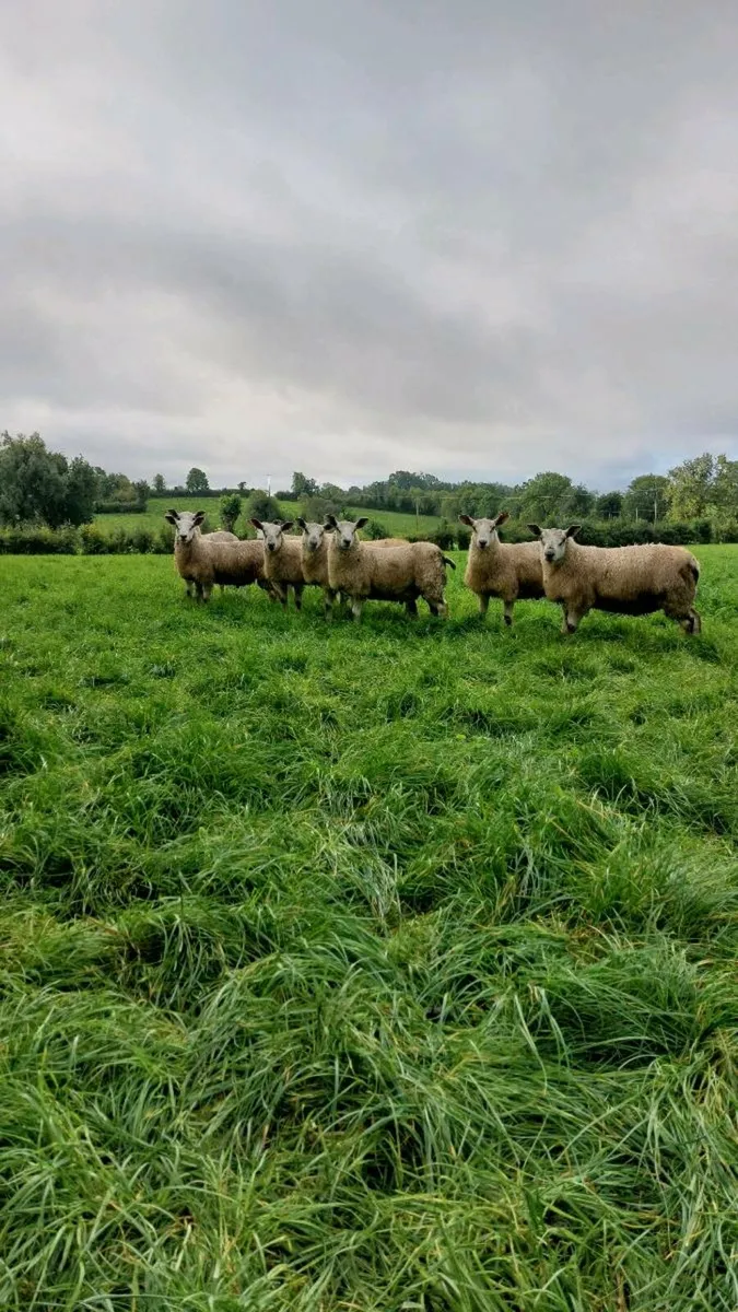 Sheep - Image 1