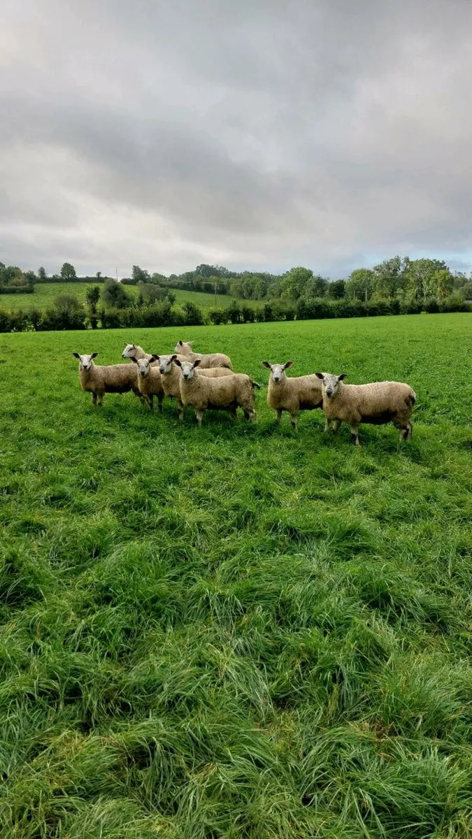 Sheep - Image 3