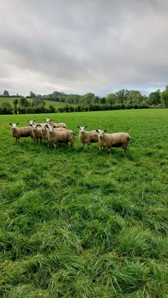 Sheep - Image 4
