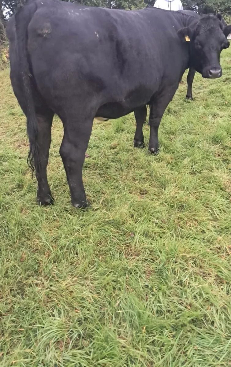 Heifers - Image 2