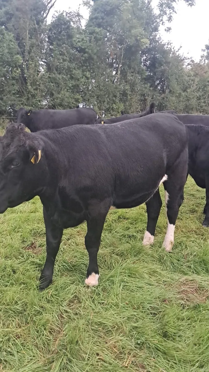 Heifers - Image 3