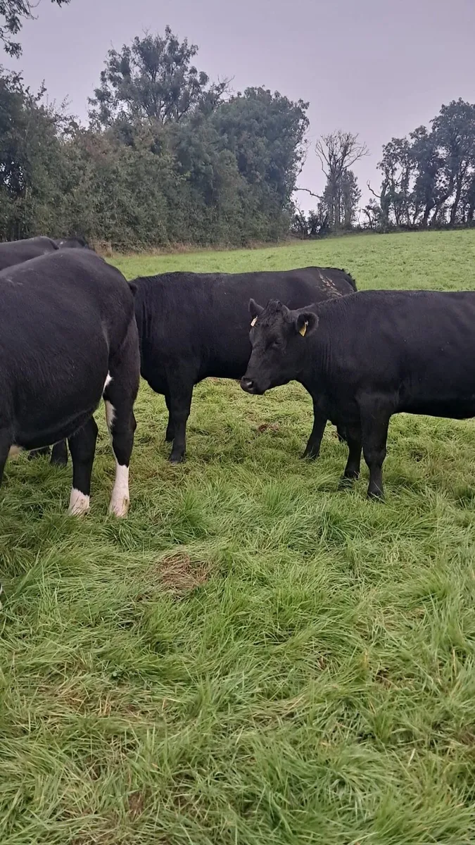 Heifers - Image 4