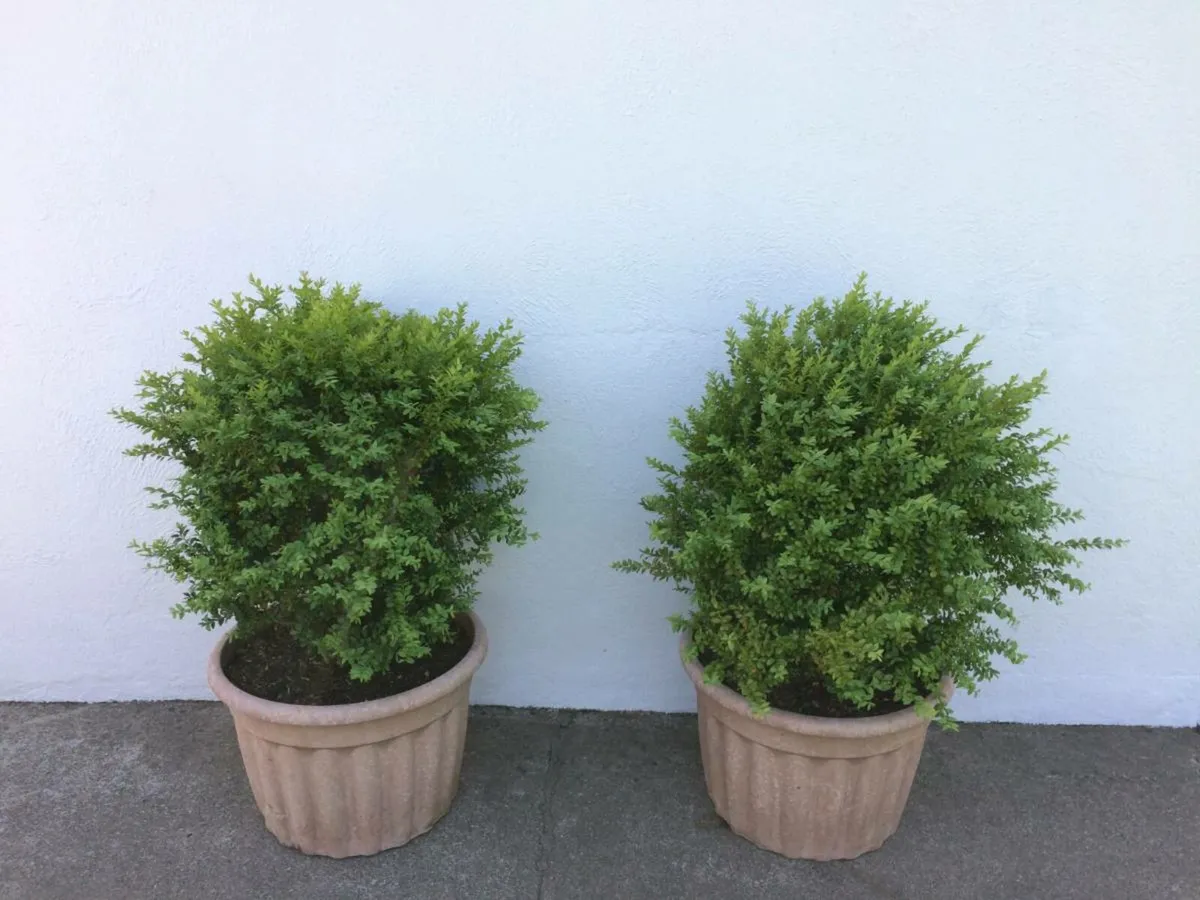 Two Buxus Shrubs in Pots for Sale - Image 1